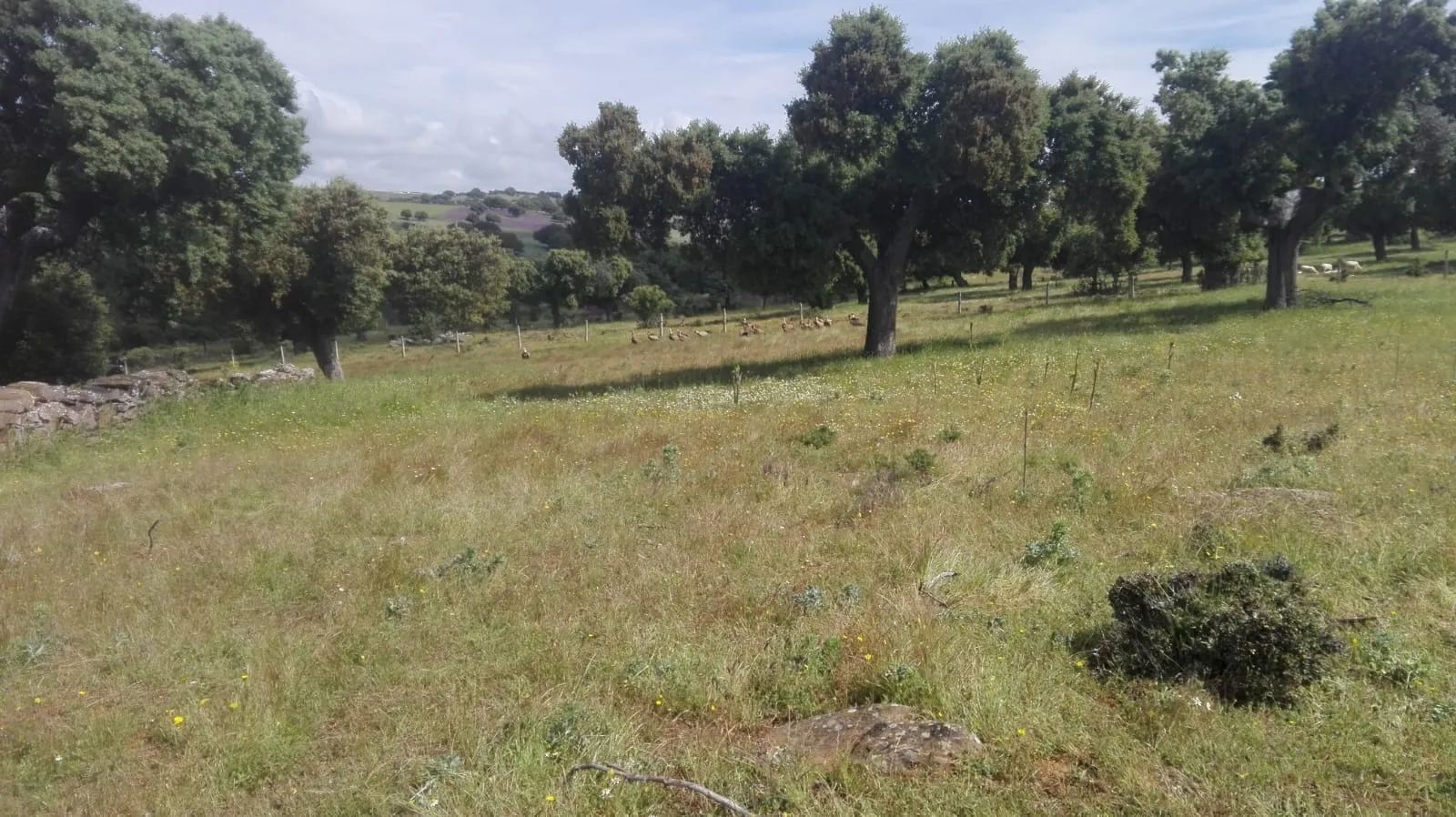 Foto 2 - Una bandada de buitres mata una oveja en Cespedosa de Tormes