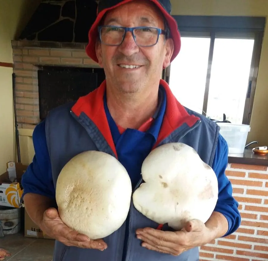 José Luis Lorenzo Martín recolecta en Carpio varios champiñones de gran tamaño  
