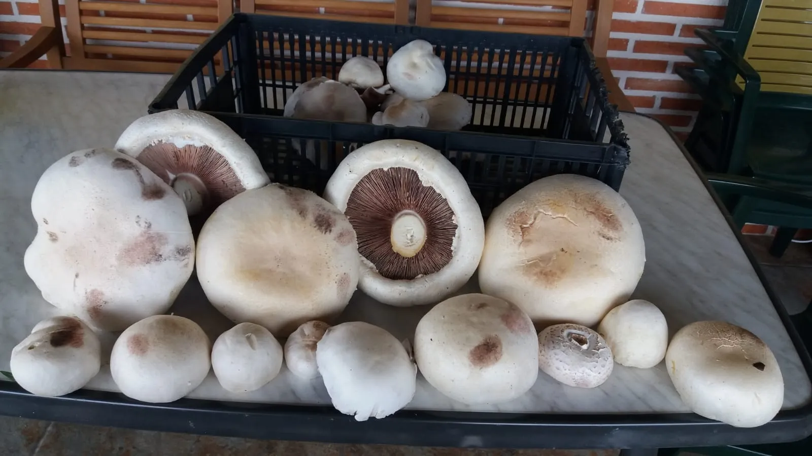 Foto 4 - Jos&eacute; Luis Lorenzo Mart&iacute;n recolecta en Carpio varios champi&ntilde;ones de gran tama&ntilde;o  
