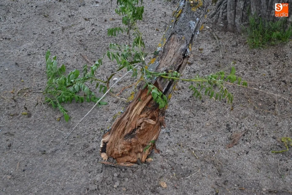 Foto 3 - Cae una rama de notable tama&ntilde;o en el Parque de La Glorieta  