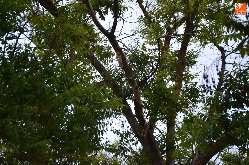 Foto 2 - Cae una rama de notable tama&ntilde;o en el Parque de La Glorieta  