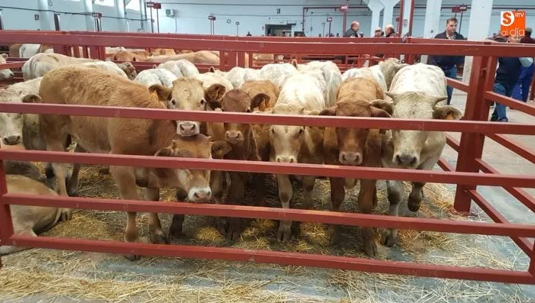 Récrod de afluencia al mercado de ganado en lo transcurrido del año con casi 3.000 cabezas