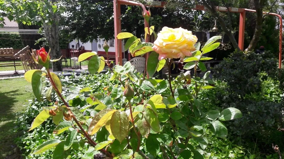 Foto 2 - Sentimiento