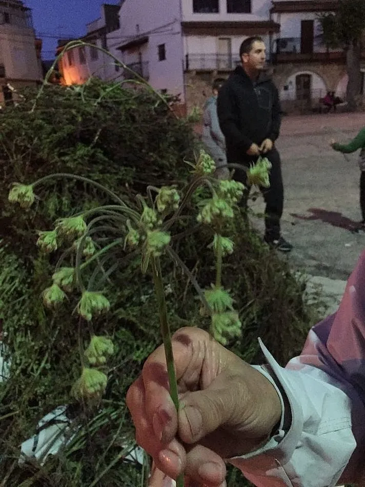 Foto 8 - Aroma a senserina para honrar a San Juan de Sahag&uacute;n en Villarino de los Aires  