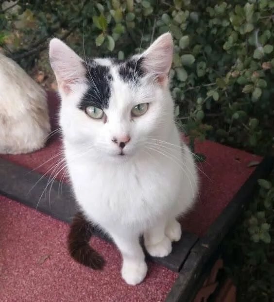 Foto 4 - Festival Solidario de la Fundaci&oacute;n Luna para ayudar a los animales abandonados