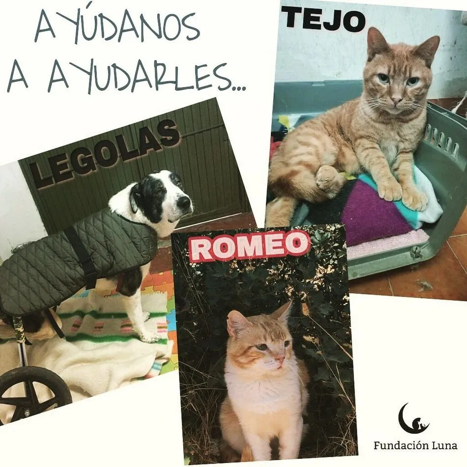 Foto 3 - Festival Solidario de la Fundaci&oacute;n Luna para ayudar a los animales abandonados