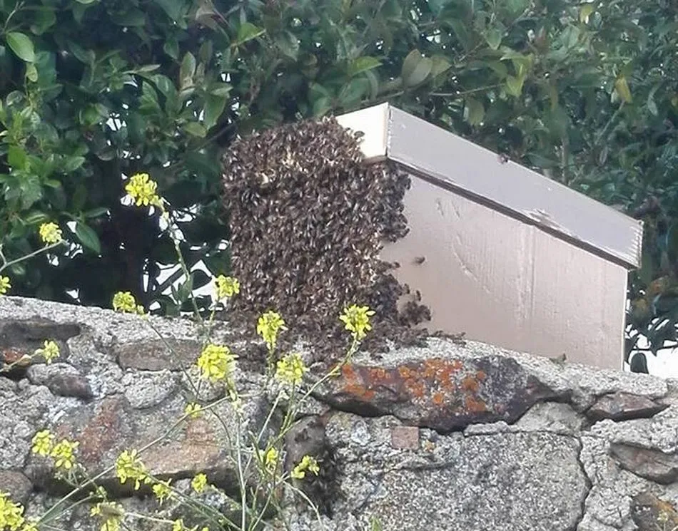 Foto 4 - Los bomberos de Guijuelo retiran cinco colmenas de abejas en 10 d&iacute;as