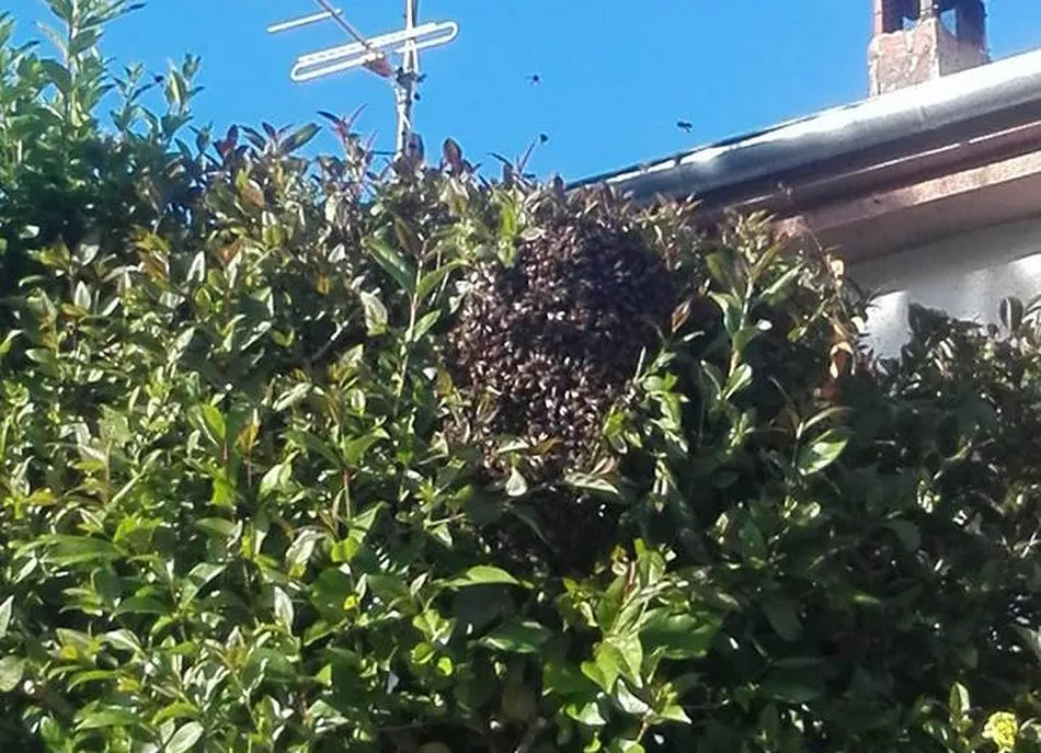 Foto 3 - Los bomberos de Guijuelo retiran cinco colmenas de abejas en 10 d&iacute;as