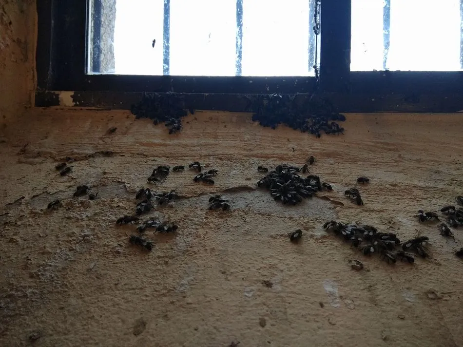 Foto 2 - Los bomberos de Guijuelo retiran cinco colmenas de abejas en 10 d&iacute;as