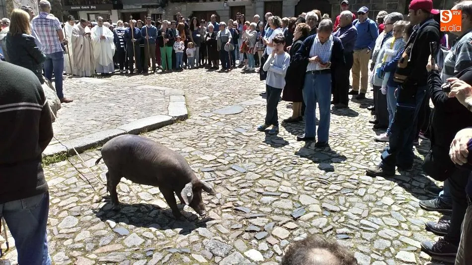 Foto 11 - El marrano de San Ant&oacute;n concienciar&aacute; sobre el lupus