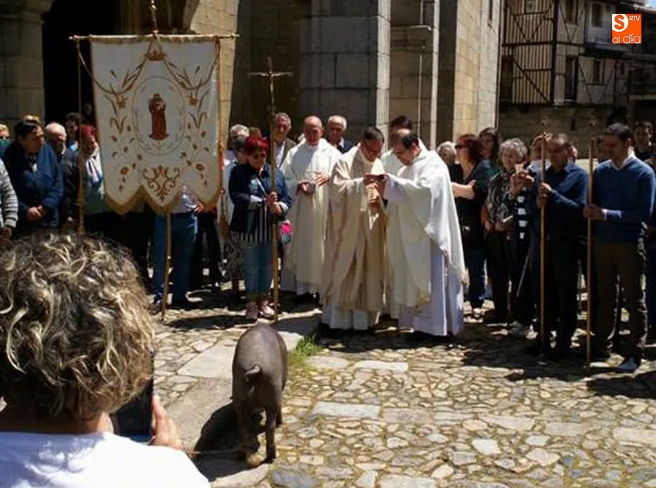 Foto 7 - El marrano de San Ant&oacute;n concienciar&aacute; sobre el lupus