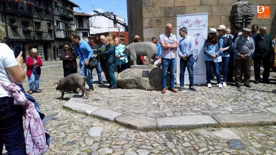 Foto 6 - El marrano de San Ant&oacute;n concienciar&aacute; sobre el lupus