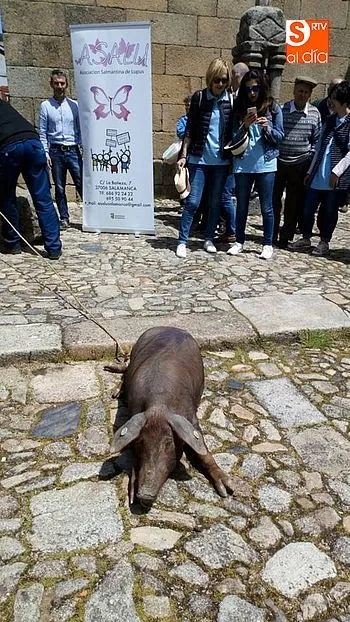 Foto 4 - El marrano de San Ant&oacute;n concienciar&aacute; sobre el lupus