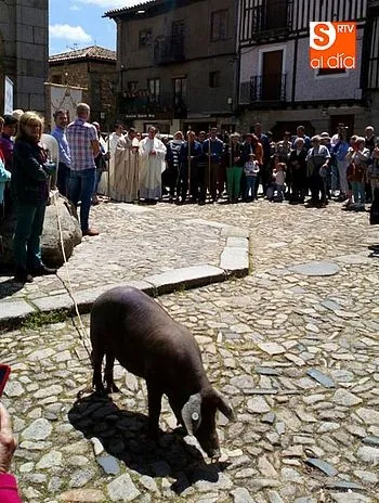 Foto 3 - El marrano de San Ant&oacute;n concienciar&aacute; sobre el lupus