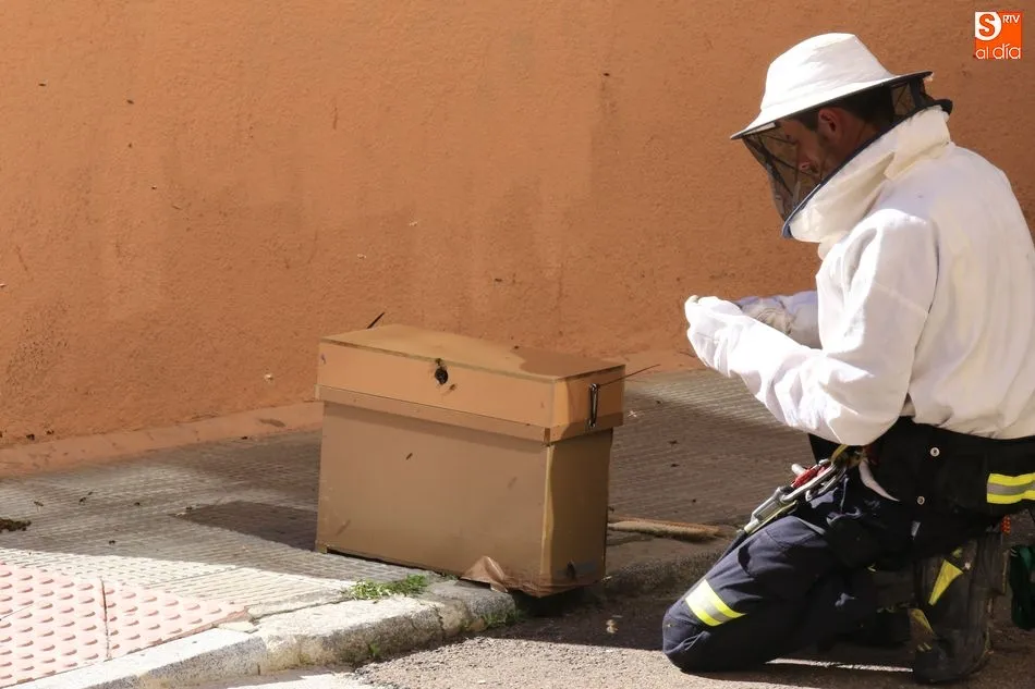Foto 4 - Un enjambre de abejas desata la alarma en la calle Arroyo de la Lastra