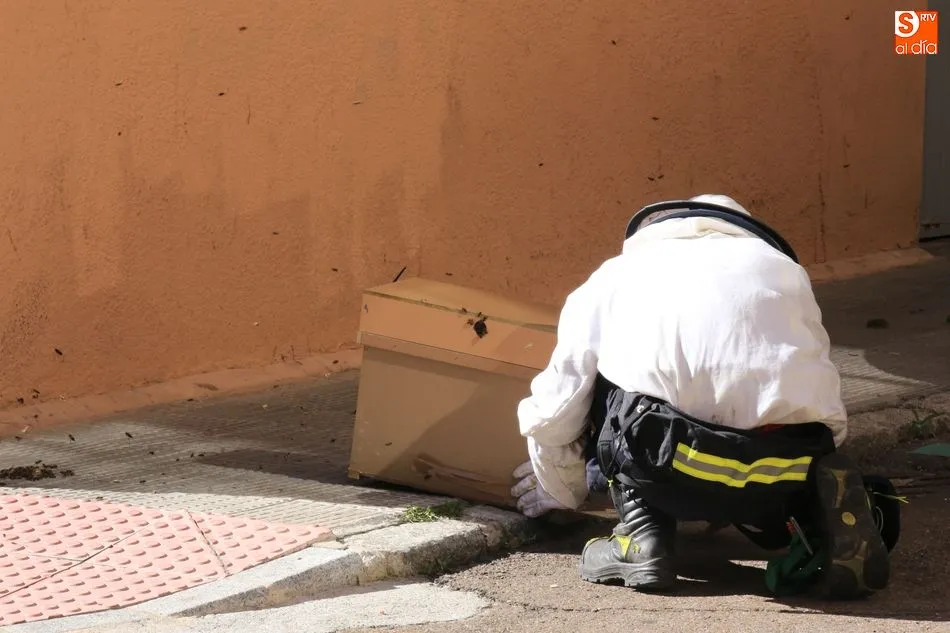 Foto 3 - Un enjambre de abejas desata la alarma en la calle Arroyo de la Lastra