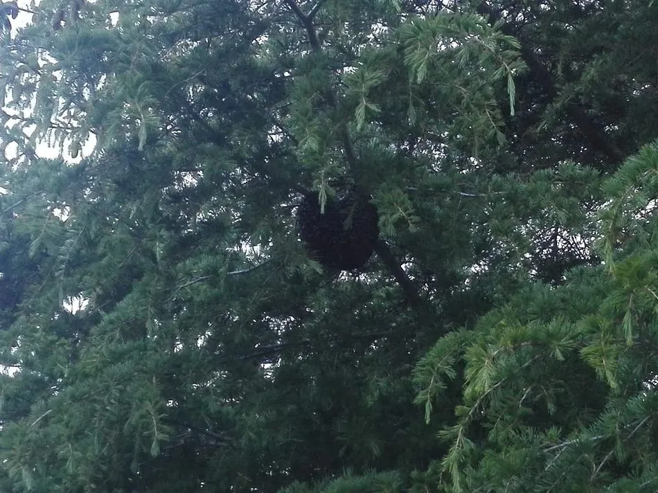 Foto 3 - Cuatro nuevos enjambres de abejas movilizan a los bomberos