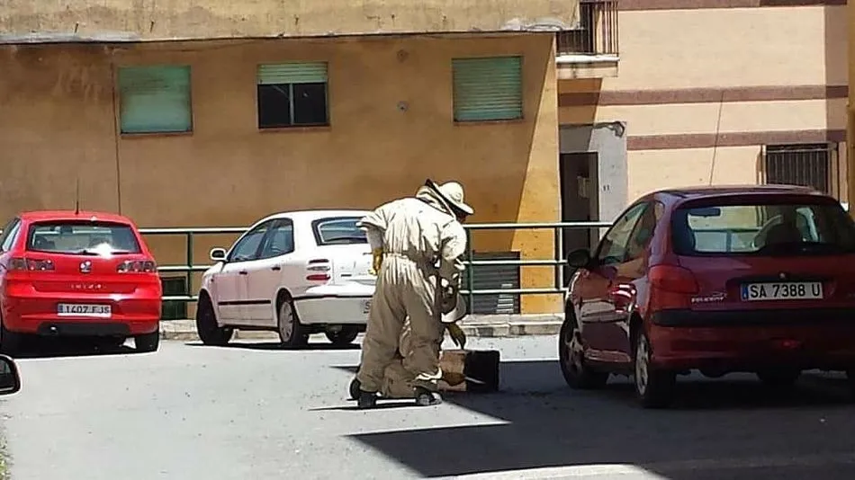 Foto 2 - Cuatro nuevos enjambres de abejas movilizan a los bomberos