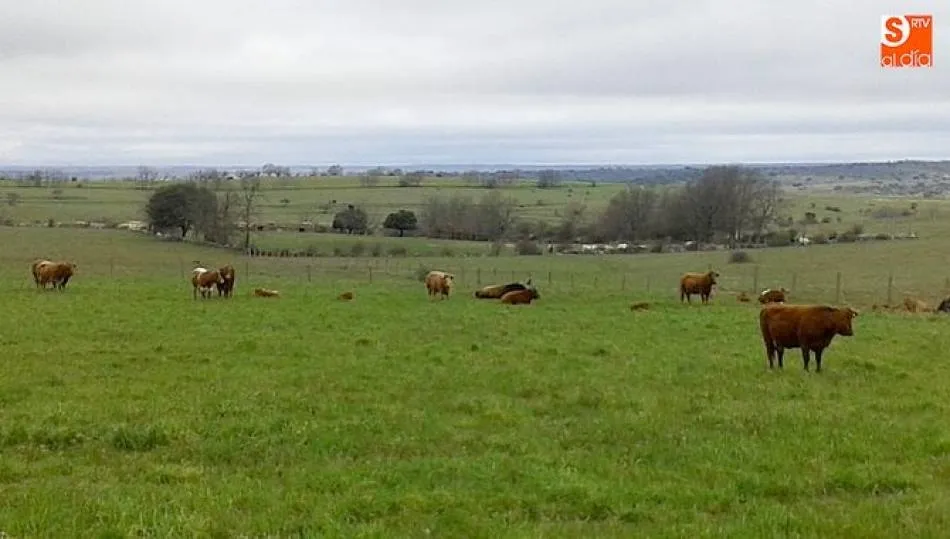 La subvención incluye el 100% del coste de la vacuna para los ganaderos integrados en ADS