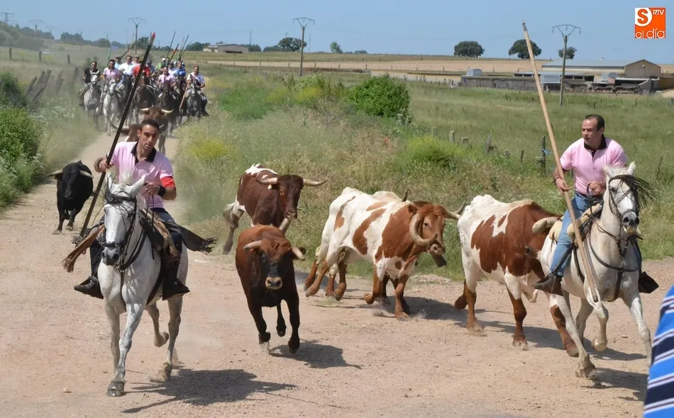 Fugaz y limpio encierro a caballo en Martín de Yeltes con una buena asistencia de público  