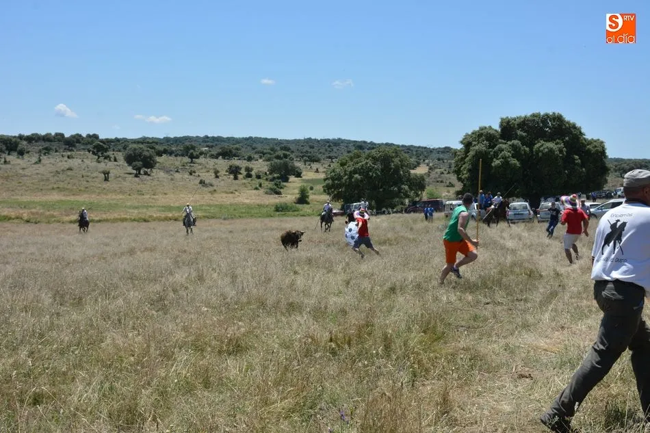 Foto 11 - Animado y concurrido &lsquo;apartado de la corrida&rsquo; en el monte de Hinojosa de Duero