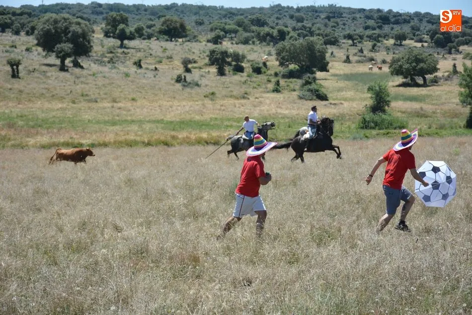 Los caballistas conducen a la vaca por el monte / E. Corredera