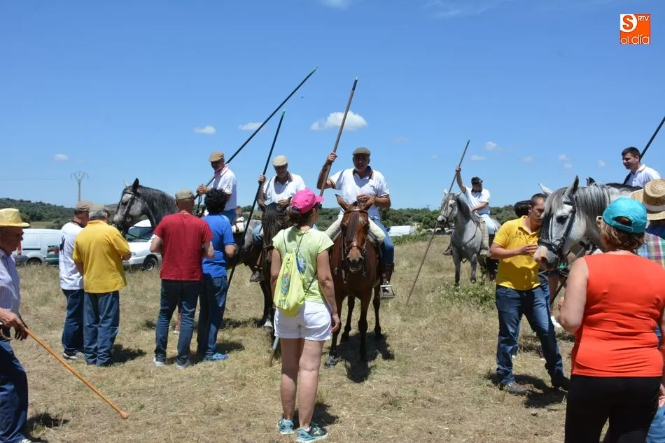 Foto 5 - Animado y concurrido &lsquo;apartado de la corrida&rsquo; en el monte de Hinojosa de Duero