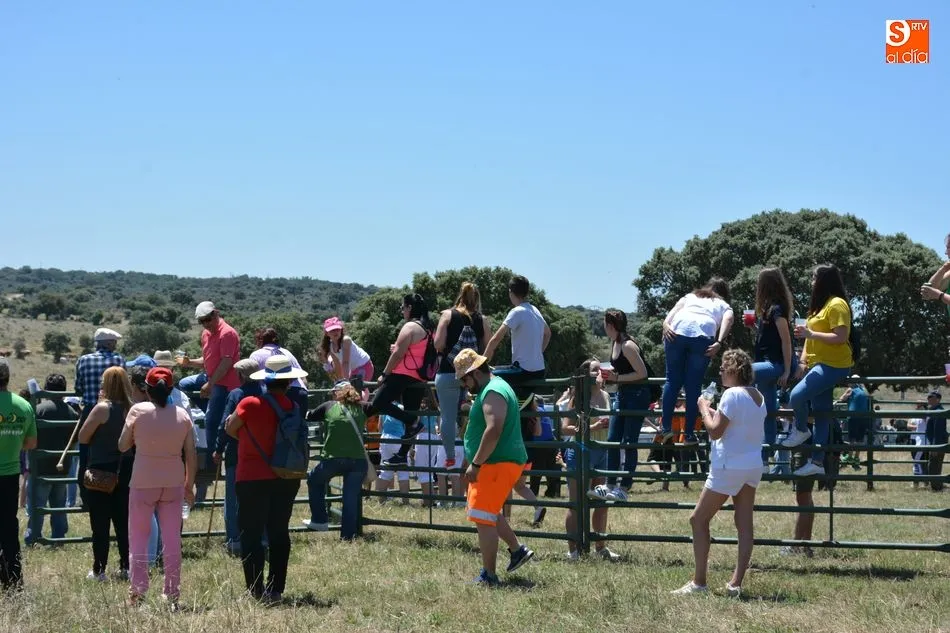 Foto 3 - Animado y concurrido &lsquo;apartado de la corrida&rsquo; en el monte de Hinojosa de Duero