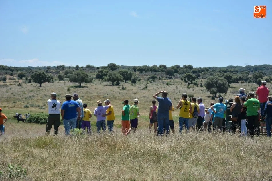 Foto 2 - Animado y concurrido &lsquo;apartado de la corrida&rsquo; en el monte de Hinojosa de Duero