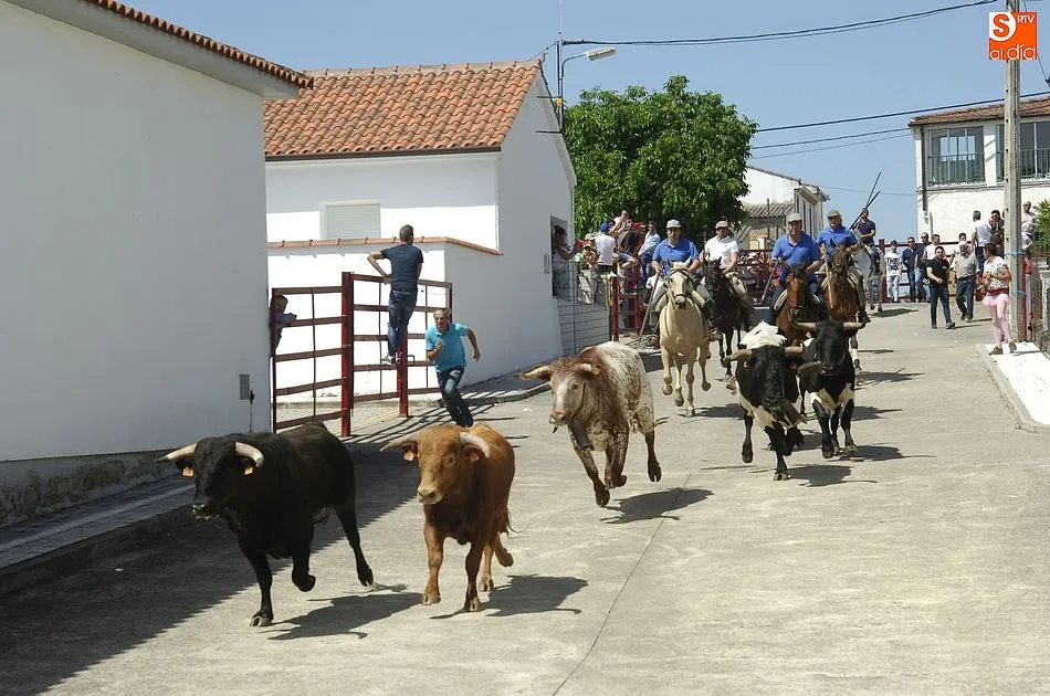 Foto 9 - Rapid&iacute;simo encierro a caballo en Campillo de Azaba  