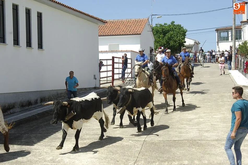 Foto 7 - Rapid&iacute;simo encierro a caballo en Campillo de Azaba  
