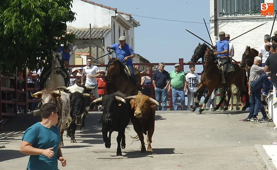 Foto 10 - Rapid&iacute;simo encierro a caballo en Campillo de Azaba  