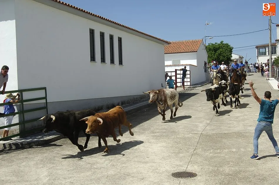 Foto 8 - Rapid&iacute;simo encierro a caballo en Campillo de Azaba  
