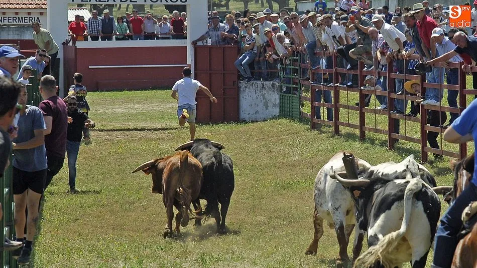Foto 5 - Rapid&iacute;simo encierro a caballo en Campillo de Azaba  