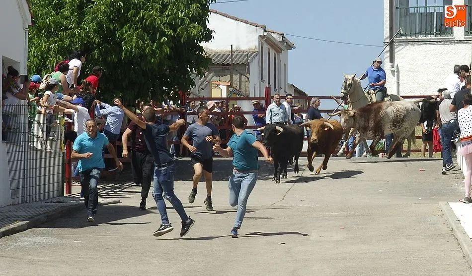 Foto 2 - Rapid&iacute;simo encierro a caballo en Campillo de Azaba  