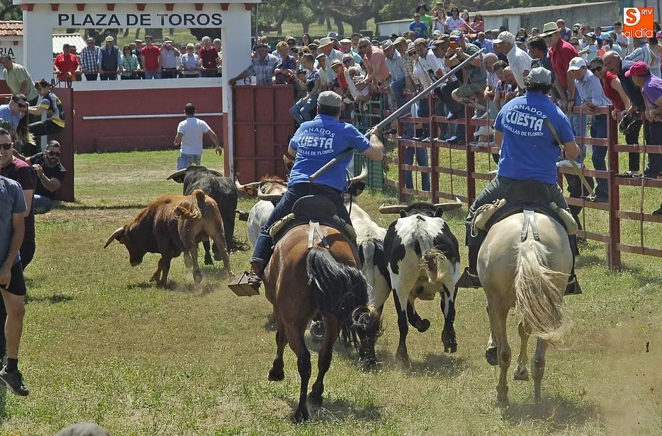 Foto 4 - Rapid&iacute;simo encierro a caballo en Campillo de Azaba  