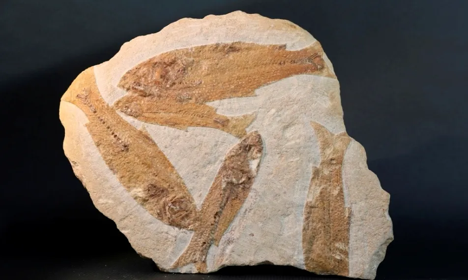 Foto 4 - 'En el Principio' recordar&aacute; la figura del Padre Belda y el proceso evolutivo de la Tierra hasta la ...