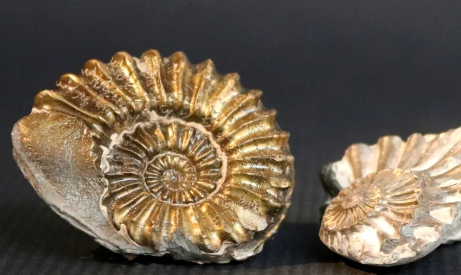 Foto 2 - 'En el Principio' recordar&aacute; la figura del Padre Belda y el proceso evolutivo de la Tierra hasta la ...