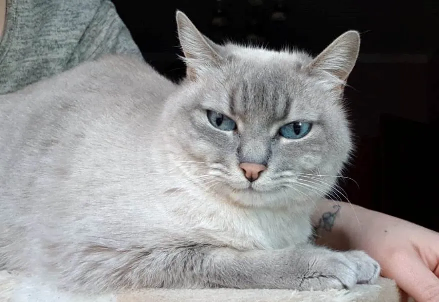 Se busca una gata perdida en la zona de las Tres Columnas  