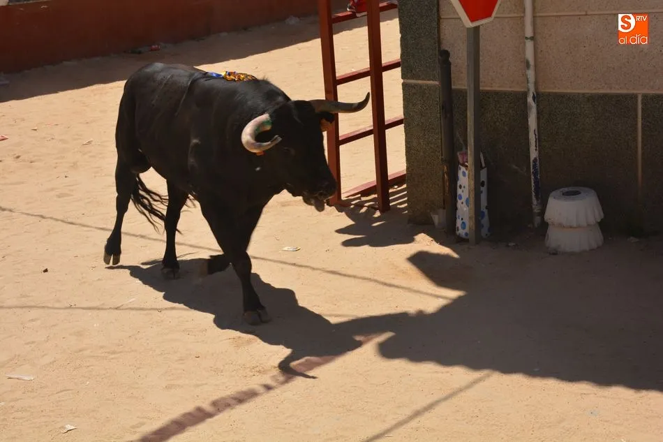 Foto 9 - Encierro urbano con toro y toro de caj&oacute;n, protagonistas del &uacute;ltimo d&iacute;a de fiestas de Topas  