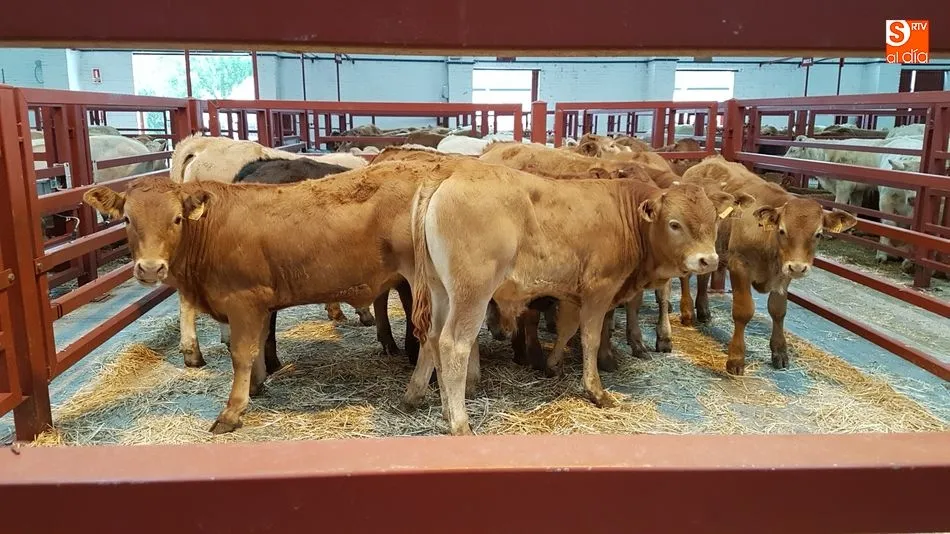 El mercado volvió a rozar las 3.000 cabezas