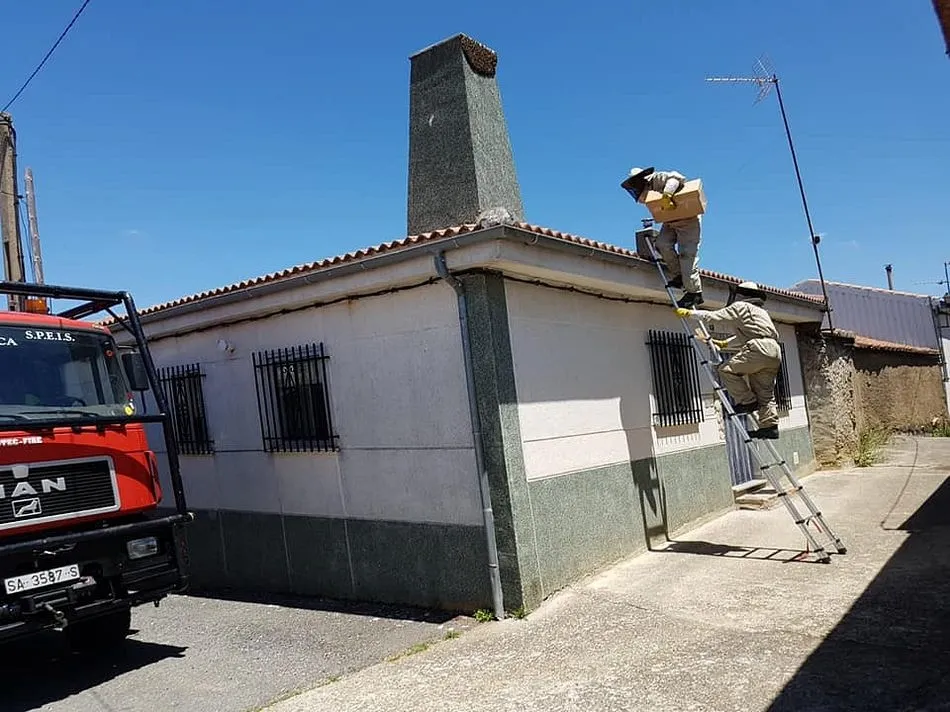 Foto 6 - Las abejas ponen su nueva colmena en el patio del colegio Miguel de Cervantes