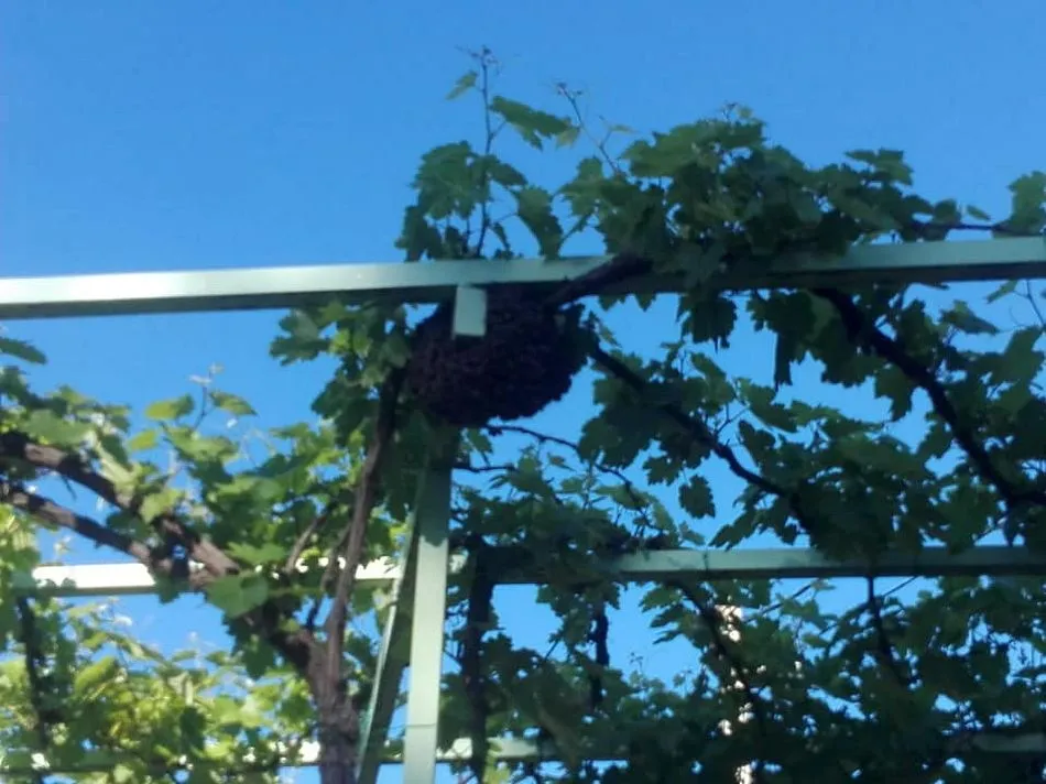Foto 5 - Las abejas ponen su nueva colmena en el patio del colegio Miguel de Cervantes