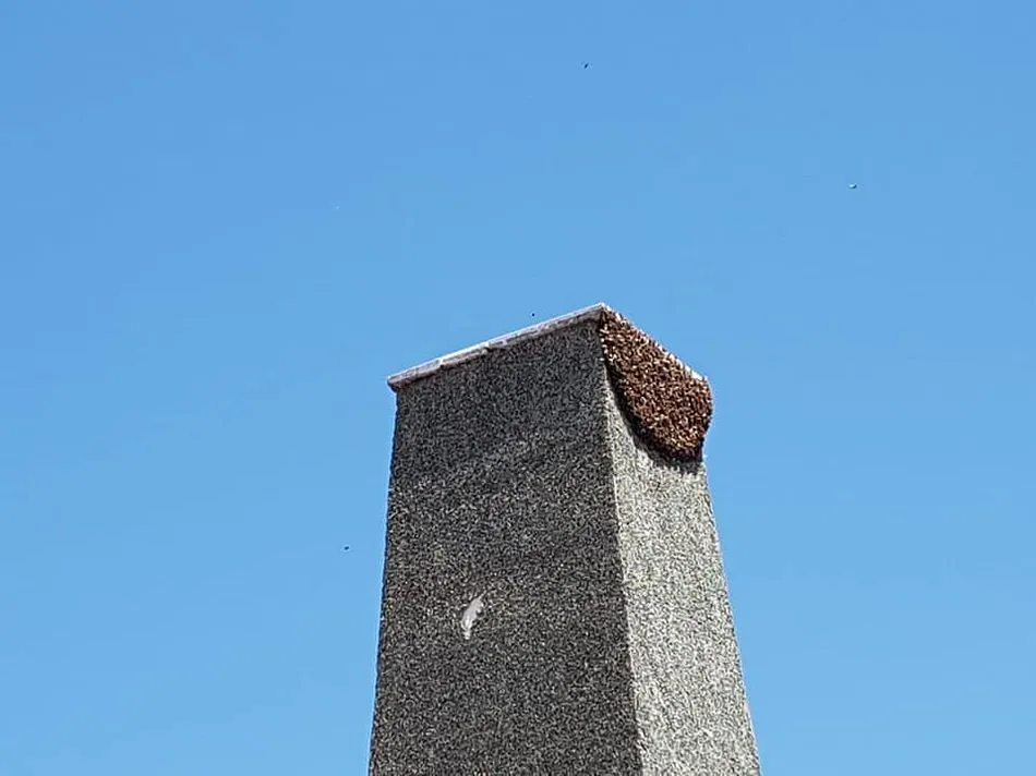 Foto 4 - Las abejas ponen su nueva colmena en el patio del colegio Miguel de Cervantes