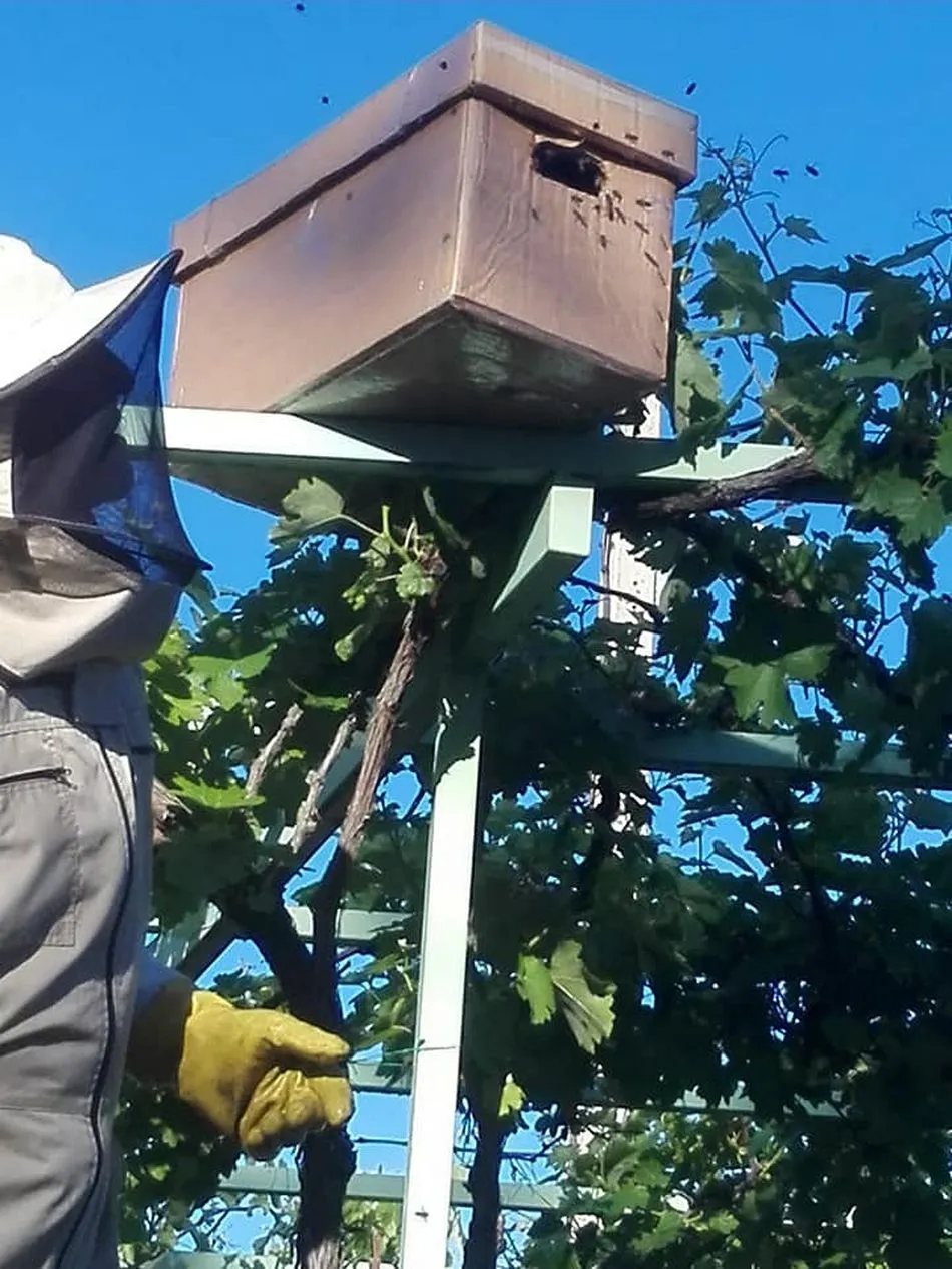 Foto 2 - Las abejas ponen su nueva colmena en el patio del colegio Miguel de Cervantes