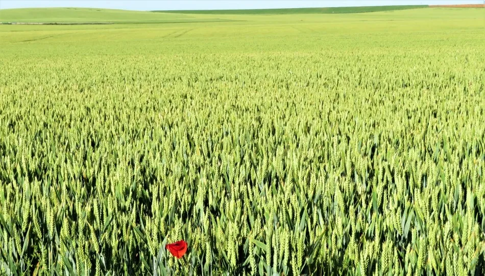 Todo está en lo ensencial