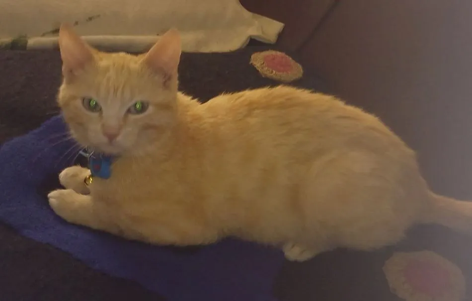 Se busca otro gato extraviado en el barrio de San Cristóbal  