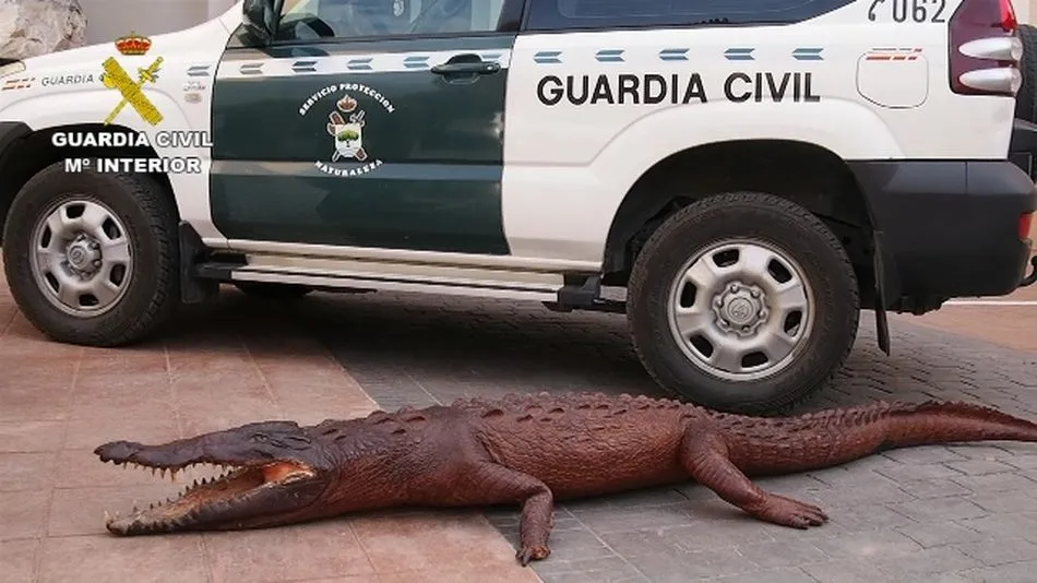Imagen de una operación anterior de la Guardia Civil contra el tráfico ilegal de fauna