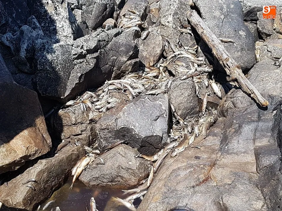 Foto 3 - Aparecen cientos de peces muertos en el entorno del salto de San Fernando&nbsp;