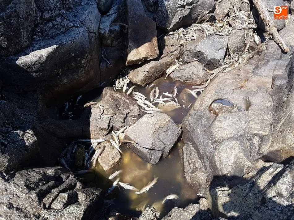 Foto 2 - Aparecen cientos de peces muertos en el entorno del salto de San Fernando&nbsp;